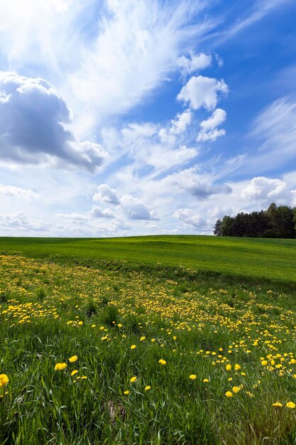 Feld mit Getreide