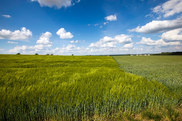 Feld mit Getreide