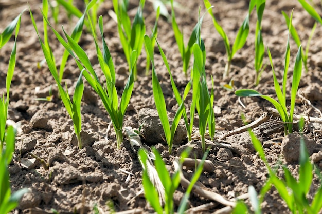 Feld mit Getreide