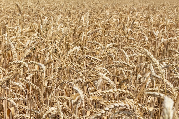 Feld mit Getreideähren bereit zur Ernte