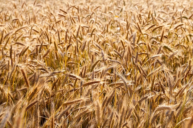 Feld mit goldenem Getreide, das reif und getreidefertig ist