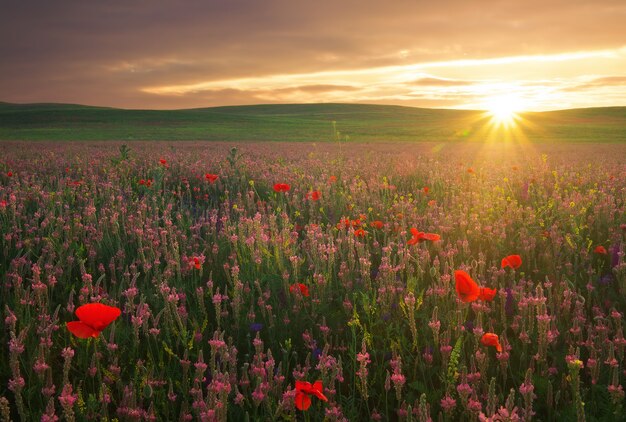 Feld mit Gras, violetten Blumen und roten Mohnblumen gegen den Sonnenunterganghimmel