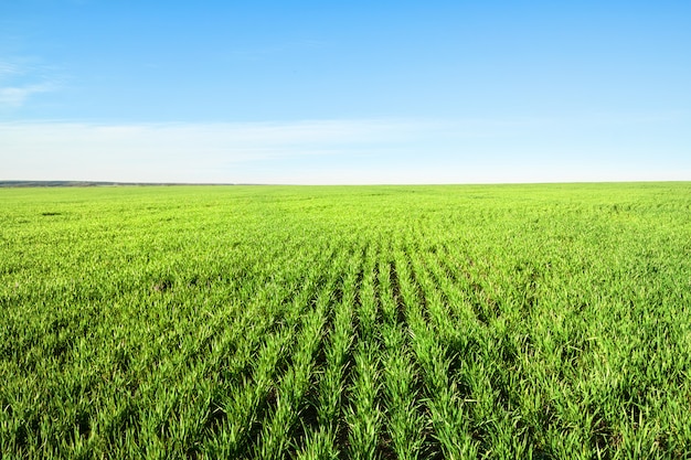 Feld mit grünem Gras und blauem Himmel