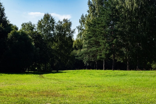 Feld mit grünem Gras und Wald im Sommer