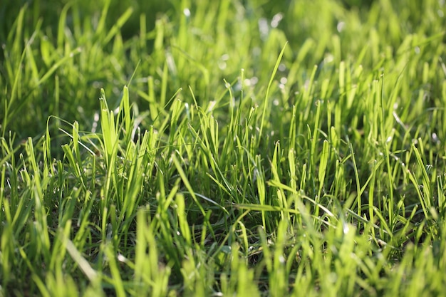 Feld mit grünem Gras