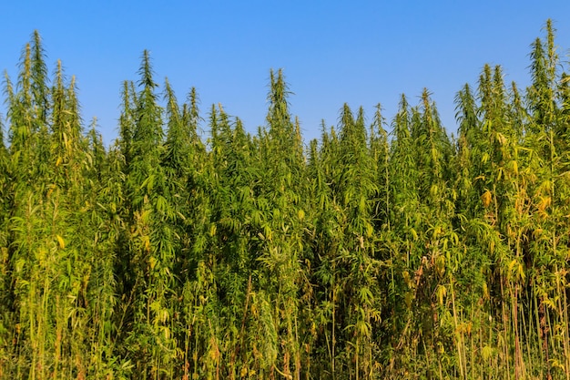 Feld mit grünen Cannabis-Marihuana-Pflanzen