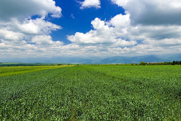 Feld mit grünen Weizensprossen