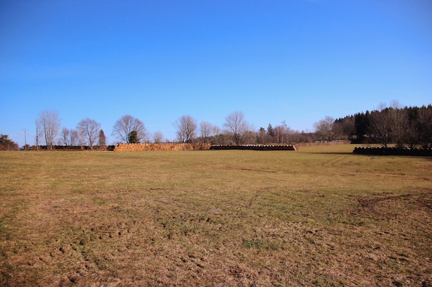 Feld mit Haufen Schnittholz