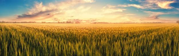 Feld mit Ähren bei Sonnenuntergang