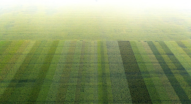 Feld mit jungem saftigem Mais. Ansicht von oben.