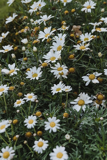 Feld mit Kamillenblüten