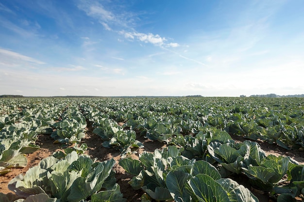 Feld mit Kohl