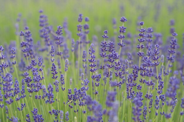 Feld mit Lavendelblumen