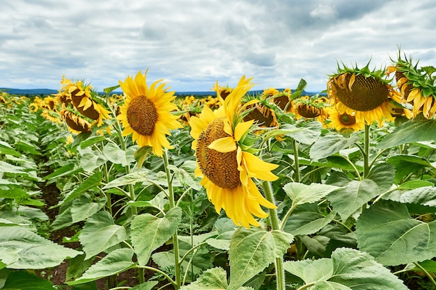 Feld mit leuchtend gelben Sonnenblumen.