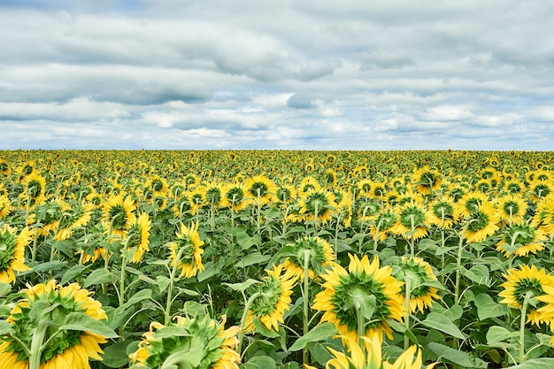 Feld mit leuchtend gelben Sonnenblumen.