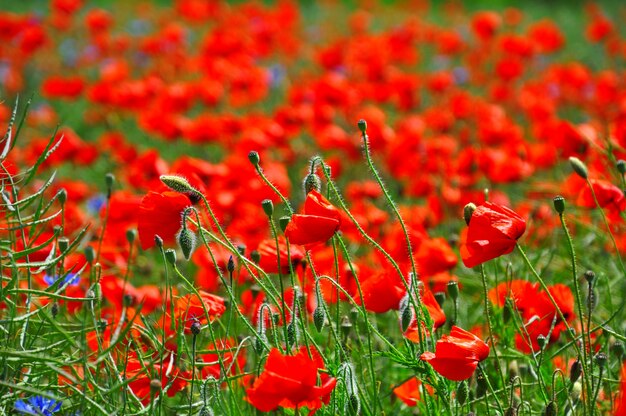 Feld mit leuchtend roten Mohnblumen und grünen Stielen