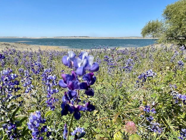 Foto feld mit lila blumen blühen