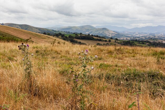 Feld mit lila dornigen Distelblumen