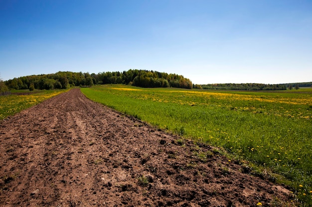 Feld mit Löwenzahn