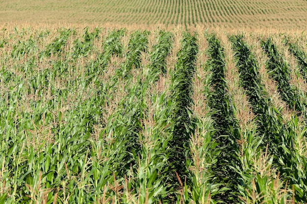 Feld mit Mais - ein landwirtschaftliches Feld, auf dem junger grüner Mais wächst. unreifer Mais