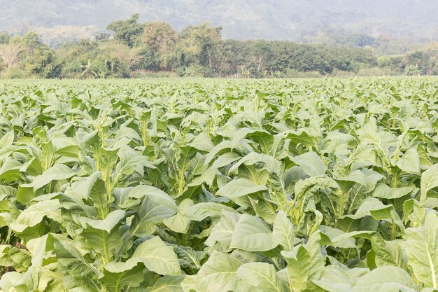 Feld mit Nicotiana tabacum