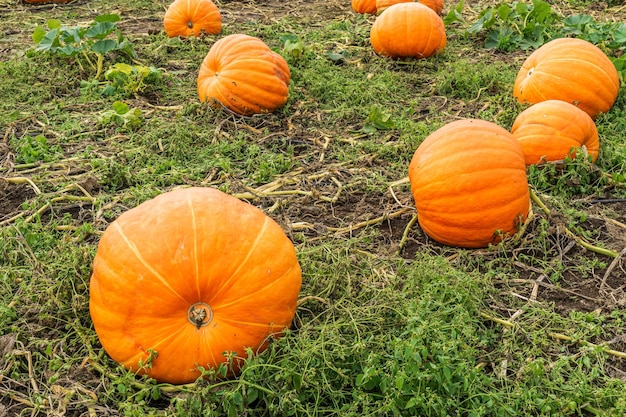 Feld mit orangefarbenen Kürbissen in einem Bauernhof auf dem Land