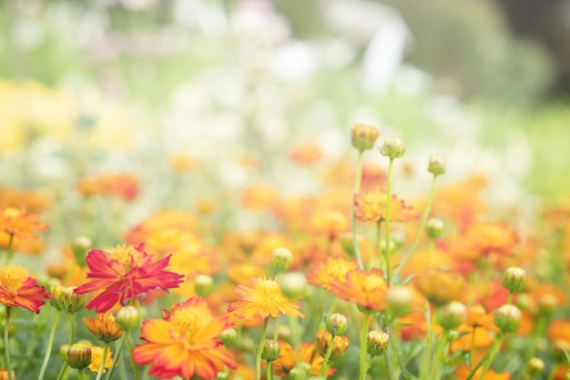 Feld mit orangen Blüten von Calendula