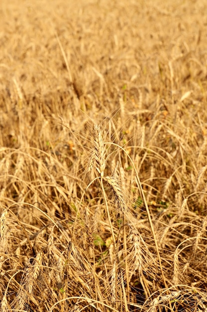 Feld mit reifem Weizen