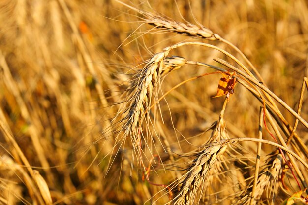 Feld mit reifem Weizen