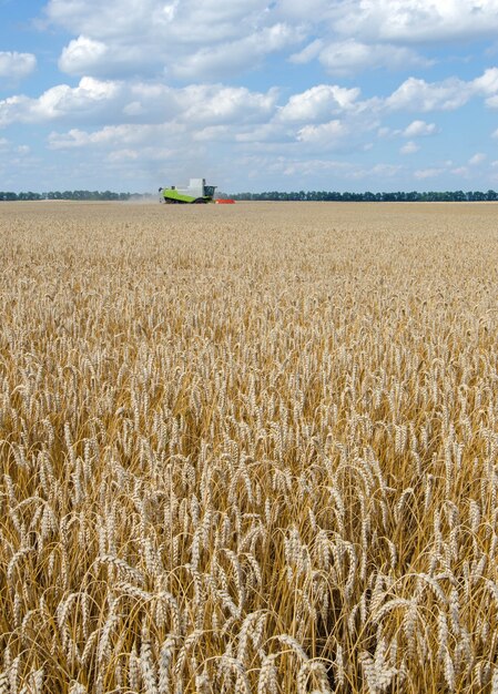 Feld mit reifen Weizengetreide und Ñ ombine Harvester unter bewölktem blauem Himmel.