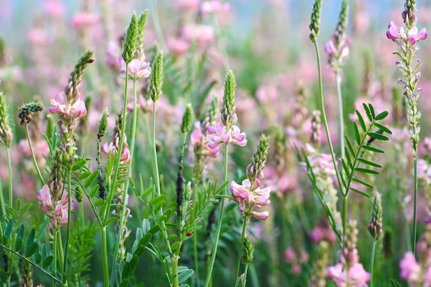 Feld mit rosa Blüten der Esparsette Onobrychis viciifolia Hintergrund der Wildblumen Landwirtschaft Blühende Wildblumen der Esparsette oder des Heiligen Klees