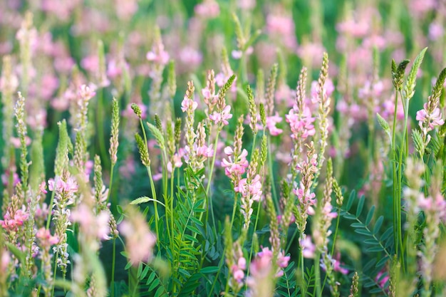 Feld mit rosa Blüten der Esparsette Onobrychis viciifolia Hintergrund der Wildblumen Landwirtschaft Blühende Wildblumen der Esparsette oder des Heiligen Klees