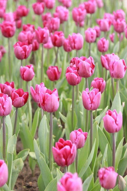 Feld mit rosa Tulpen Tulpenknospen mit selektivem Fokus Natürliche Landschaft mit Frühlingsblumen