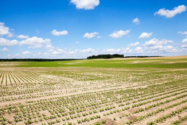 Feld mit Rote-Bete-Feld, auf dem Rüben angebaut werden sollen. Frühling. Keim. blauer Himmel