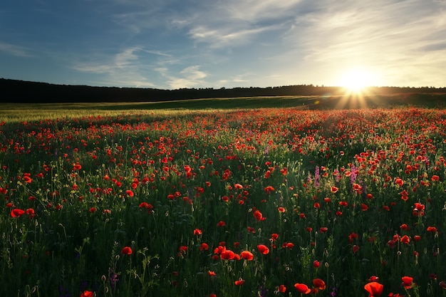 Feld mit roten Mohnblumen, bunten Blumen gegen den Sonnenunterganghimmel