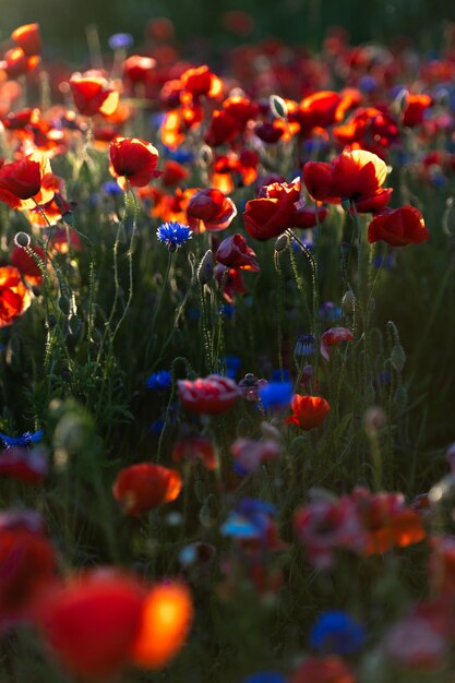 Feld mit roten Mohnblumen und blauen Kornblumen im Abendlicht