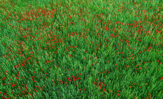 Feld mit roten Mohnblumen und grünen Pflanzen Draufsicht Abstrakte Naturstruktur