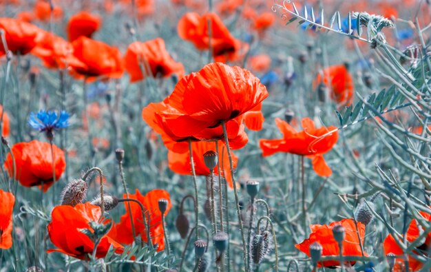 Feld mit roten Mohnblumen