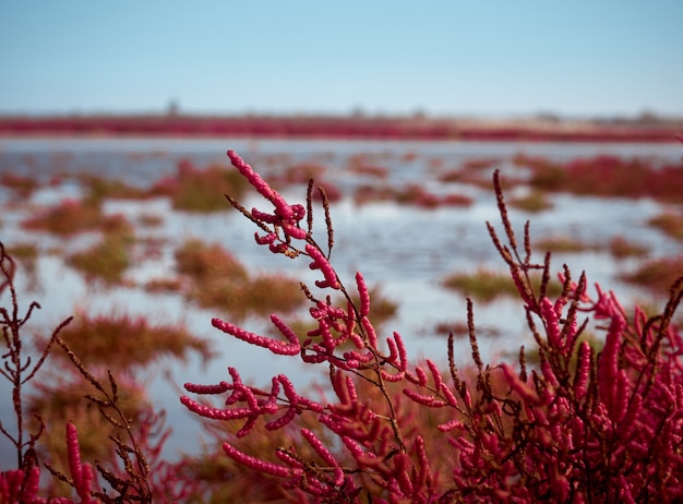 Feld mit roter Salicornia europa. Gebiet Odessa, Ukraine.