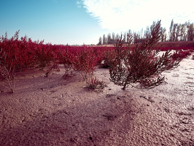 Feld mit roter Salicornia europa. Gebiet Odessa, Ukraine.