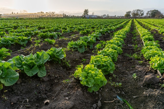 Foto feld mit salat in reihen innerhalb einer farm