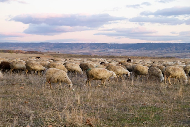 Feld mit Schafen bei Sonnenuntergang