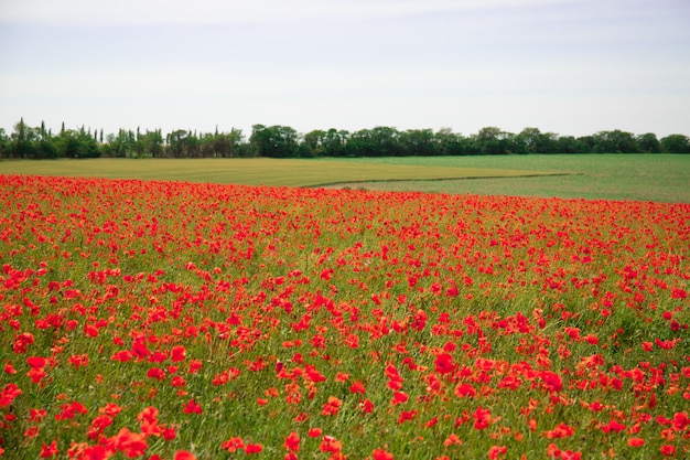 Feld mit schönen roten Mohnblumen. Schöne Landschaft