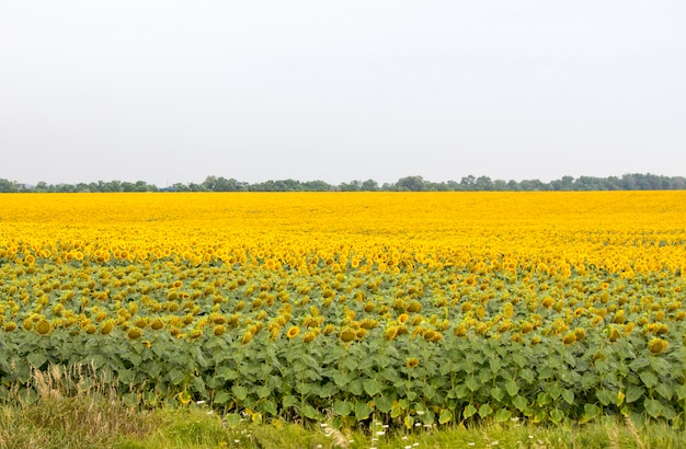 Feld mit Sonnenblumen. Junge Sonnenblumen