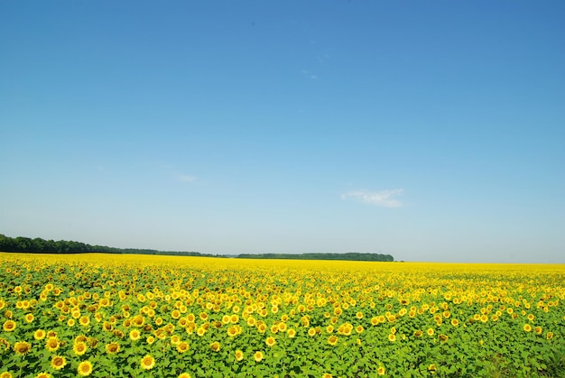 Feld mit Sonnenblumen und blauem Sonnenhimmel