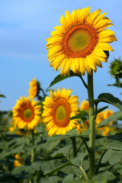 Feld mit vielen gelben Sonnenblumen.