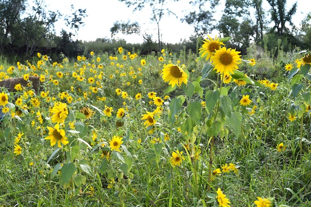 Feld mit vielen Sonnenblumen ohne Menschen