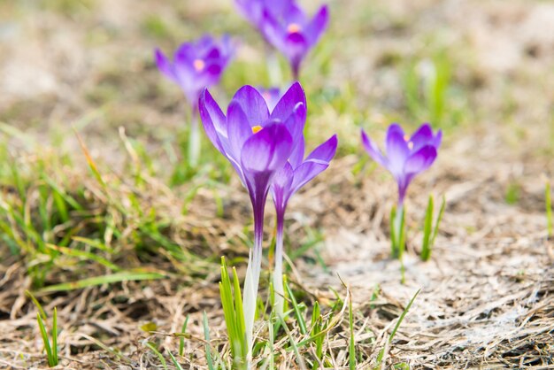 Feld mit violetten Frühlingsblumenkrokussen mit weichem Hintergrund