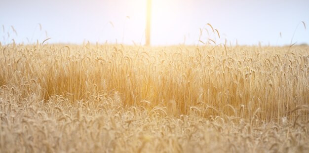 Feld mit wachsendem gelbem reifer Weizen an einem Sommertag. Strahlende Sonnenstrahlen