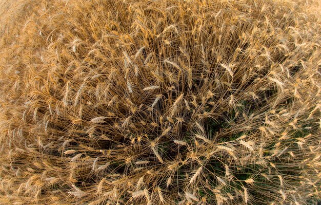 Feld mit wachsendem Weitwinkelumfang des Weizens gegen Agronomie und Landwirtschaft Lebensmittelindustrie